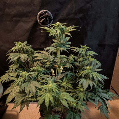 Banana Purple Punch Auto growlog timeline photo