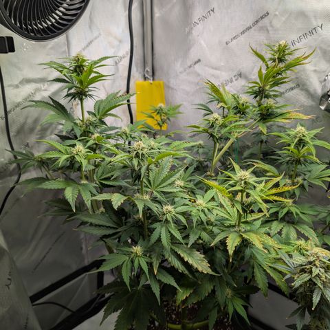 Banana Purple Punch Auto growlog timeline photo
