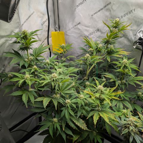 Banana Purple Punch Auto growlog timeline photo