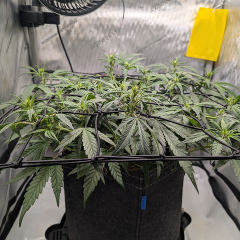 Funky Blues(Funky Mangifera x Old School Blues) growlog timeline photo