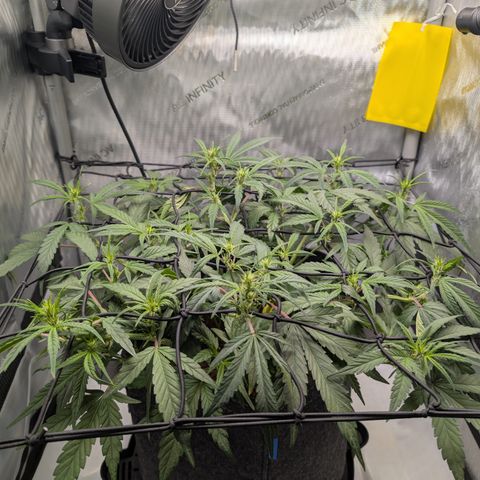 Funky Blues(Funky Mangifera x Old School Blues) growlog timeline photo