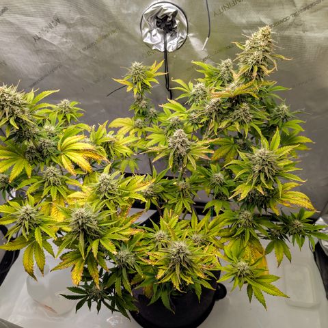 Banana Purple Punch Auto growlog timeline photo