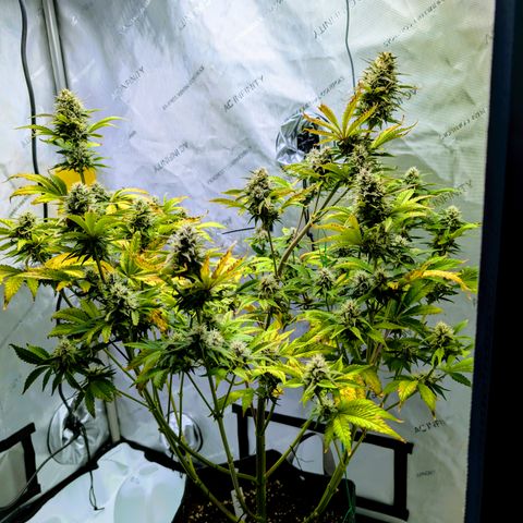 Banana Purple Punch Auto growlog timeline photo