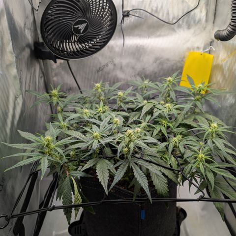 Funky Blues(Funky Mangifera x Old School Blues) growlog timeline photo