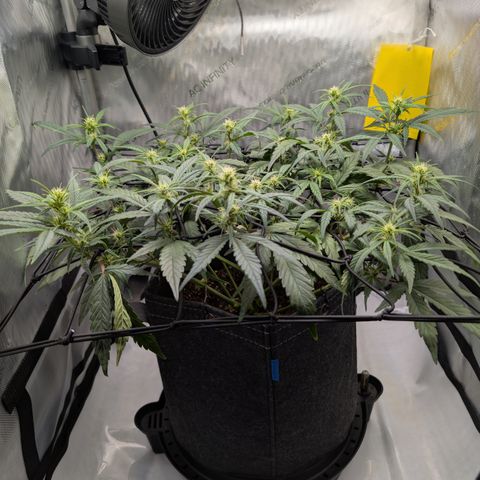 Funky Blues(Funky Mangifera x Old School Blues) growlog timeline photo