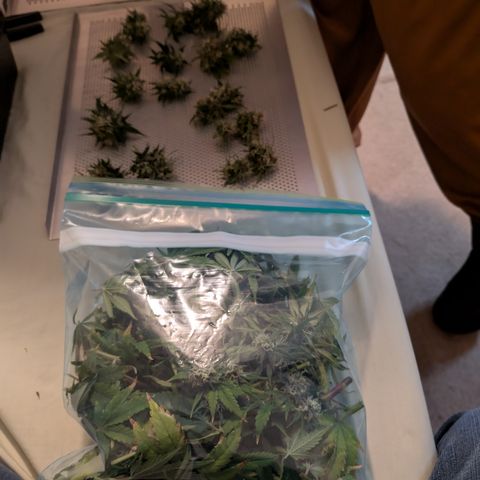 Banana Purple Punch Auto growlog timeline photo