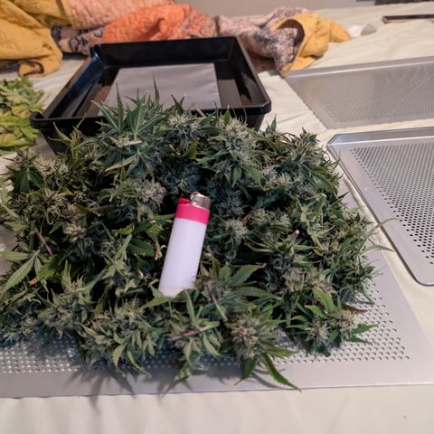 Banana Purple Punch Auto growlog timeline photo