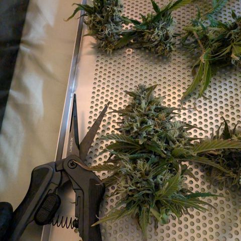 Banana Purple Punch Auto growlog timeline photo