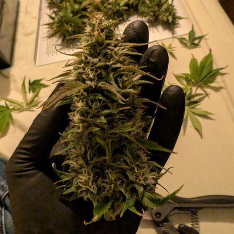 Banana Purple Punch Auto growlog timeline photo