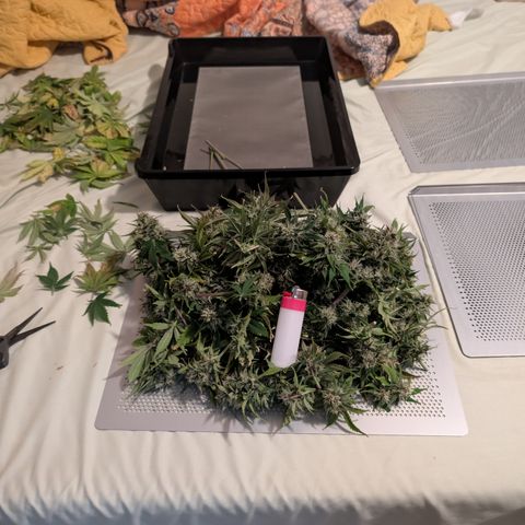 Banana Purple Punch Auto growlog timeline photo