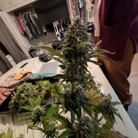 Banana Purple Punch Auto growlog timeline photo
