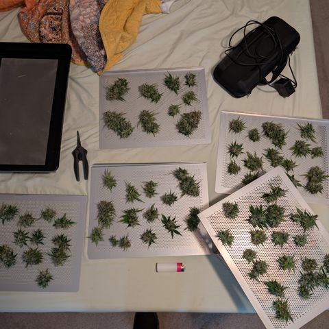 Banana Purple Punch Auto growlog timeline photo