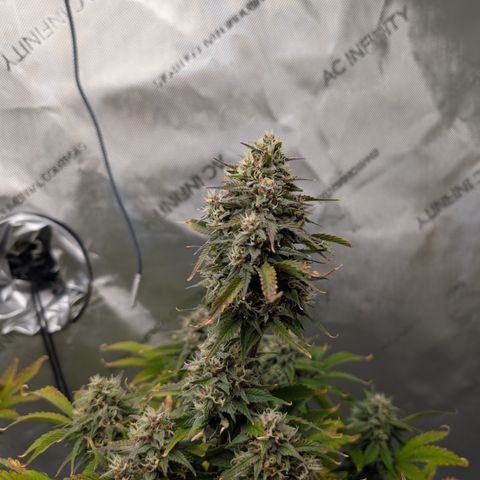 Banana Purple Punch Auto growlog timeline photo