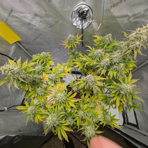 Banana Purple Punch Auto growlog timeline photo