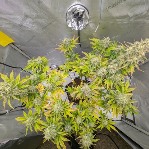 Banana Purple Punch Auto growlog timeline photo