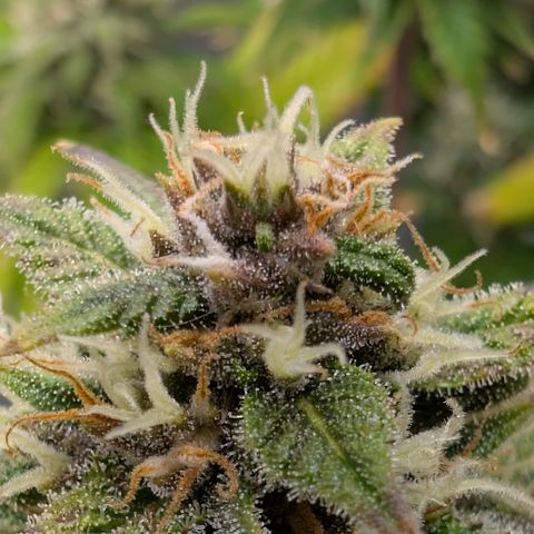 Banana Purple Punch Auto growlog timeline photo