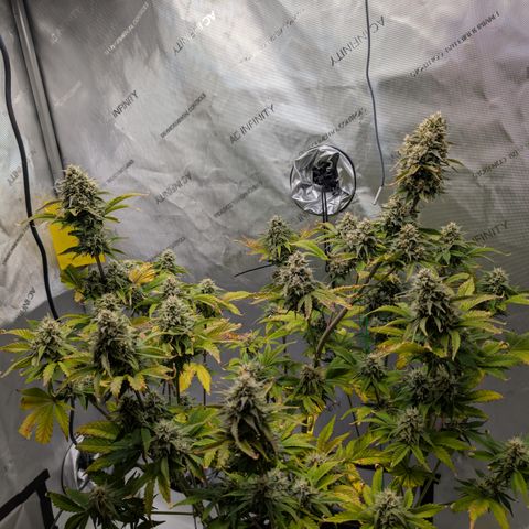 Banana Purple Punch Auto growlog timeline photo