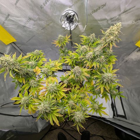 Banana Purple Punch Auto growlog timeline photo