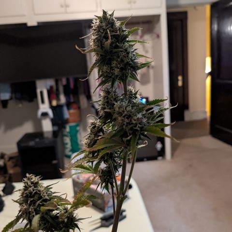 Banana Purple Punch Auto growlog timeline photo