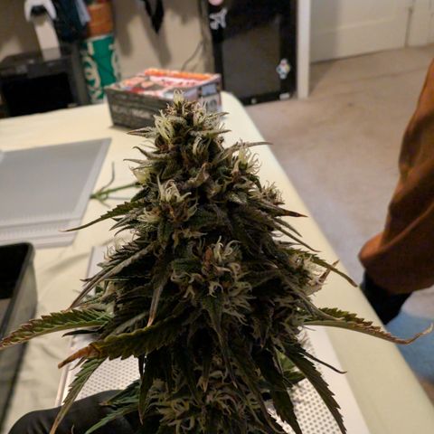 Banana Purple Punch Auto growlog timeline photo