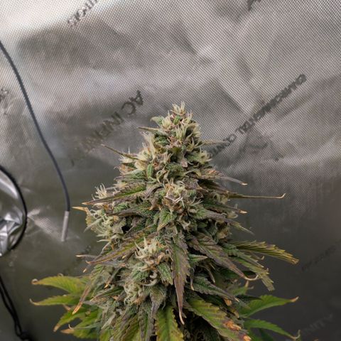 Banana Purple Punch Auto growlog timeline photo