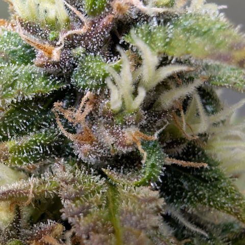 Banana Purple Punch Auto growlog timeline photo