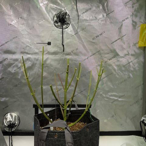 Banana Purple Punch Auto growlog timeline photo