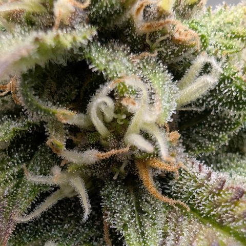 Banana Purple Punch Auto growlog timeline photo