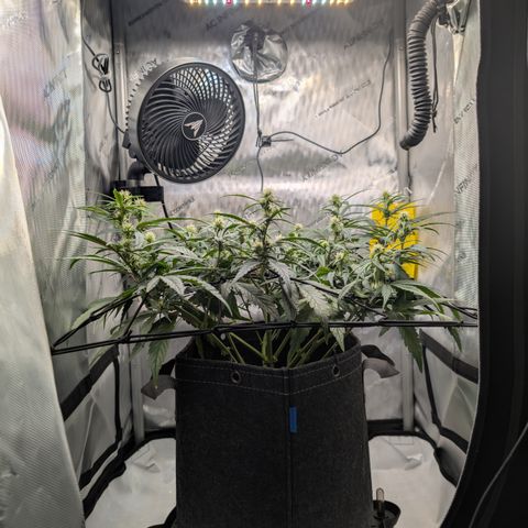 Funky Blues(Funky Mangifera x Old School Blues) growlog timeline photo