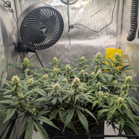 Funky Blues(Funky Mangifera x Old School Blues) growlog timeline photo