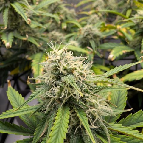 Funky Blues(Funky Mangifera x Old School Blues) growlog timeline photo