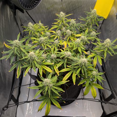 Funky Blues(Funky Mangifera x Old School Blues) growlog timeline photo