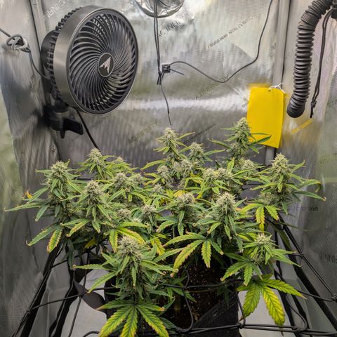 Funky Blues(Funky Mangifera x Old School Blues) growlog timeline photo