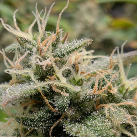 Funky Blues(Funky Mangifera x Old School Blues) growlog timeline photo