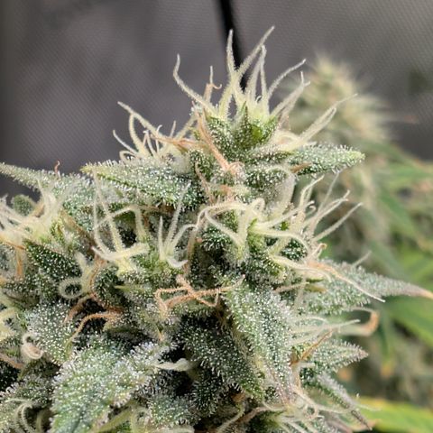 Funky Blues(Funky Mangifera x Old School Blues) growlog timeline photo