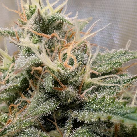 Funky Blues(Funky Mangifera x Old School Blues) growlog timeline photo