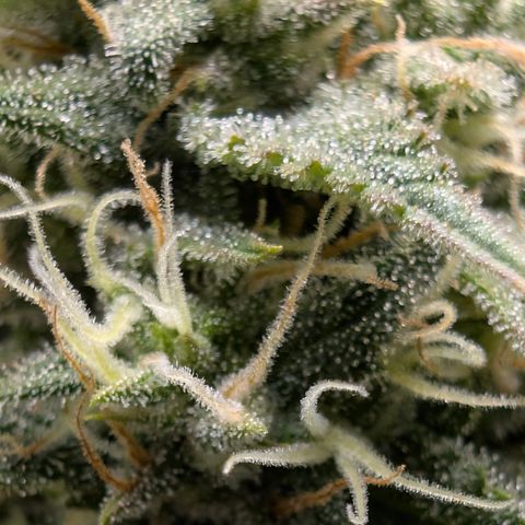 Funky Blues(Funky Mangifera x Old School Blues) growlog timeline photo