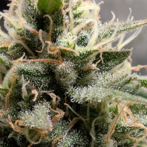 Funky Blues(Funky Mangifera x Old School Blues) growlog timeline photo
