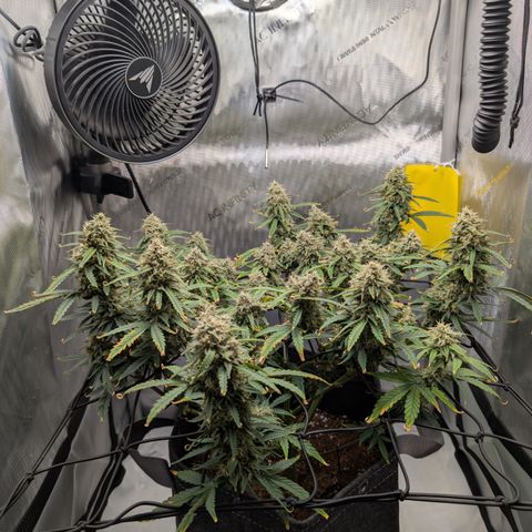Funky Blues(Funky Mangifera x Old School Blues) growlog timeline photo
