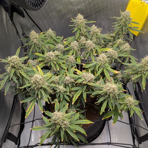 Funky Blues(Funky Mangifera x Old School Blues) growlog timeline photo