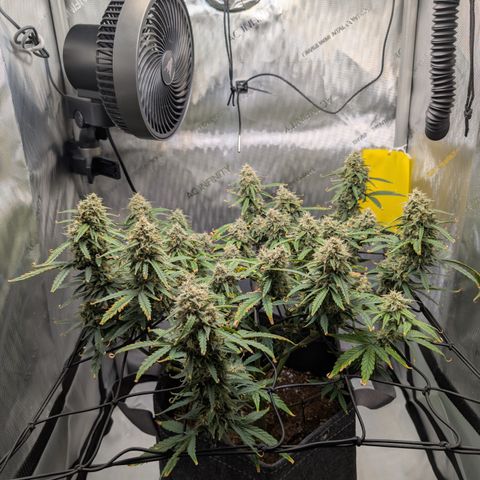 Funky Blues(Funky Mangifera x Old School Blues) growlog timeline photo