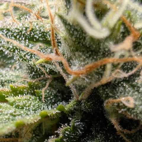 Funky Blues(Funky Mangifera x Old School Blues) growlog timeline photo