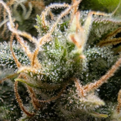 Funky Blues(Funky Mangifera x Old School Blues) growlog timeline photo