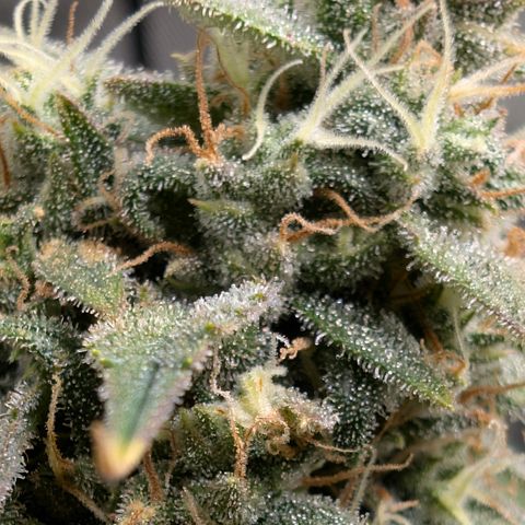 Funky Blues(Funky Mangifera x Old School Blues) growlog timeline photo