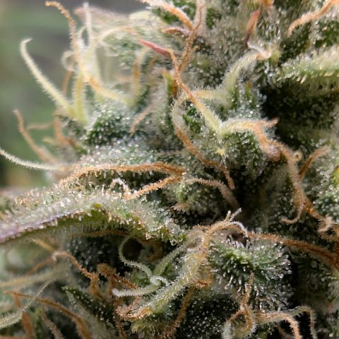 Funky Blues(Funky Mangifera x Old School Blues) growlog timeline photo