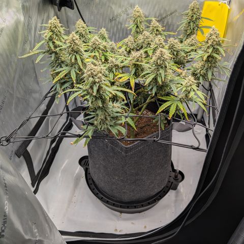 Funky Blues(Funky Mangifera x Old School Blues) growlog timeline photo