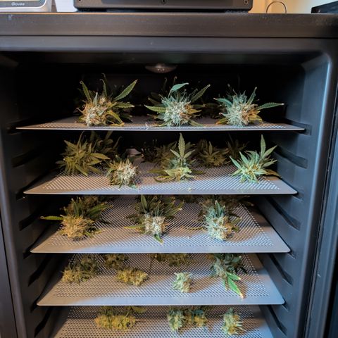 Funky Blues(Funky Mangifera x Old School Blues) growlog timeline photo