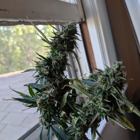 Funky Blues(Funky Mangifera x Old School Blues) growlog timeline photo