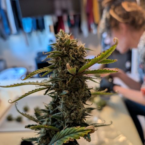 Funky Blues(Funky Mangifera x Old School Blues) growlog timeline photo