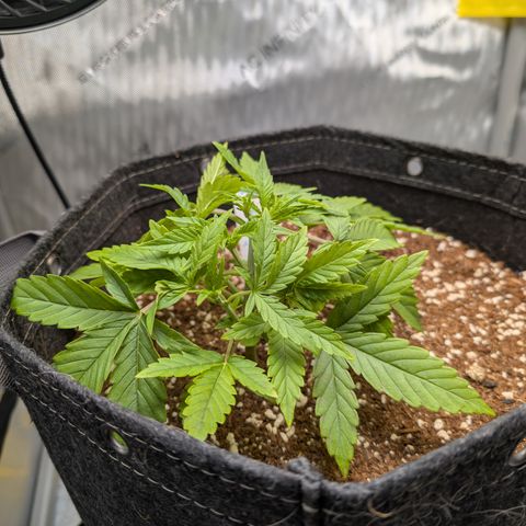 Grape toof growlog timeline photo